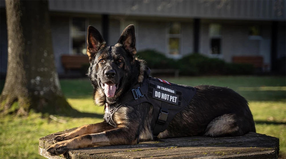 Haleva™ Tactical Harness & Leash Set – Built for Dogs, Engineered for Control